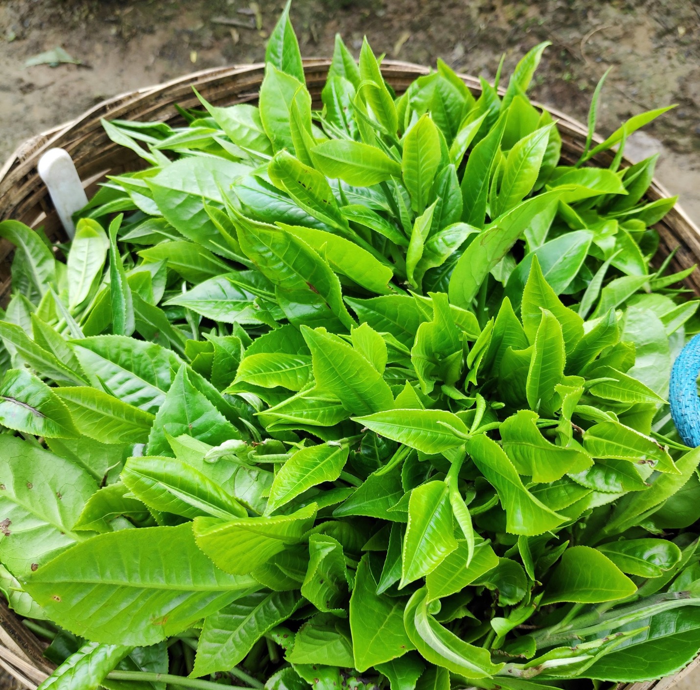 A basket of freshly picked tea leaves — ready for the journey