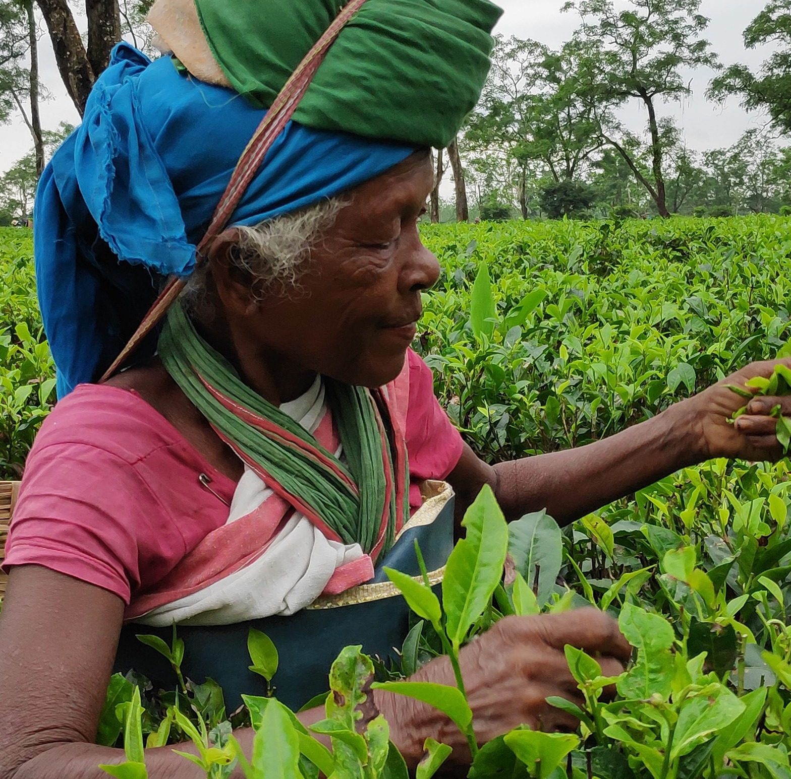 A skilled tea plucker carefully selecting fresh leaves in an Assam garden