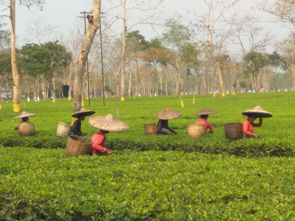 Tea gardens of the Dooars belt in the Himalayan foothills of West Bengal